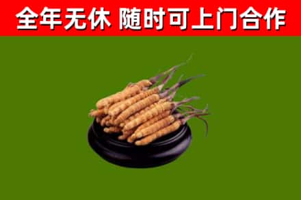 东丽烟酒回收冬虫夏草.jpg